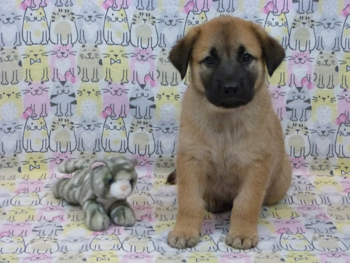 chinook puppy